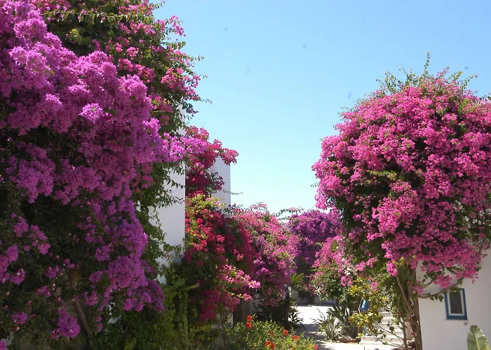 ホテル Astir Of 5*